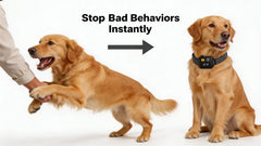 Rechargeable Remote Dog Training Collar