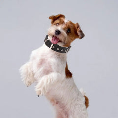 Adjustable Nylon Dog Collar