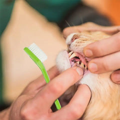 Pet Dental Care Toothbrush